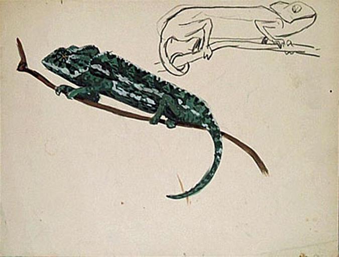 Caméléon vert (étude) [titre attribué]_0