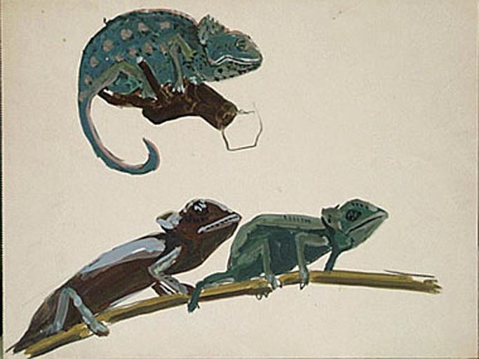 Trois caméléons (étude) [titre attribué]_0