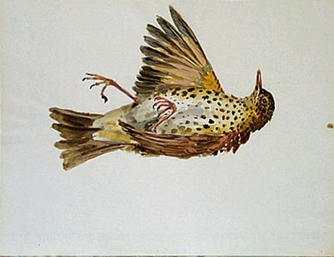 L'oiseau mort (étude) [titre attribué]_0