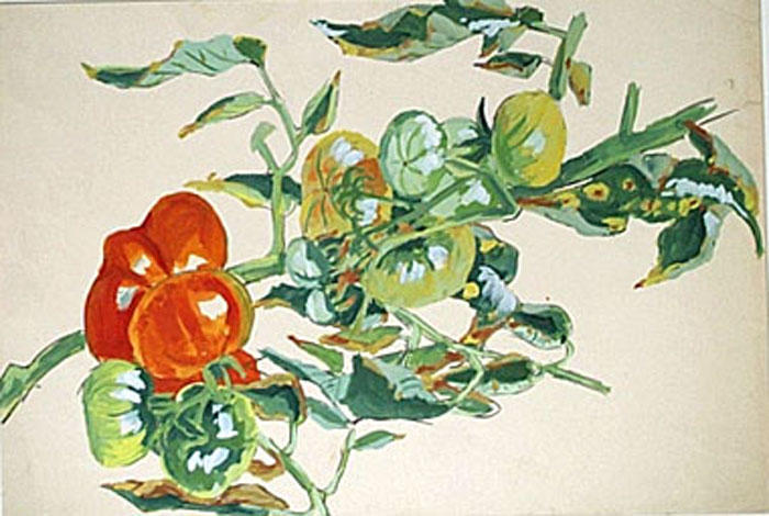 Etude de tomates sur leur tige [titre attribué]_0