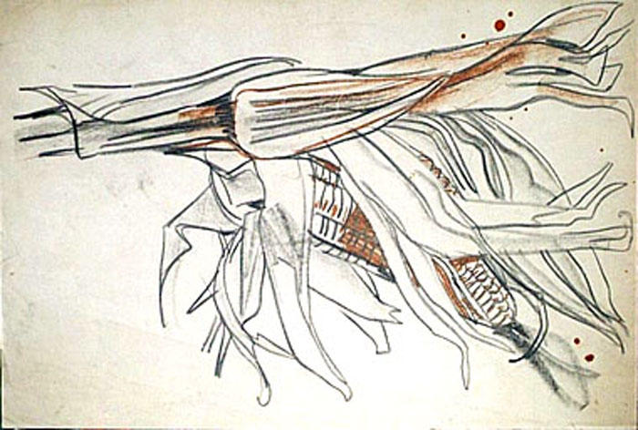 Epi de maïs (croquis) [titre attribué]_0