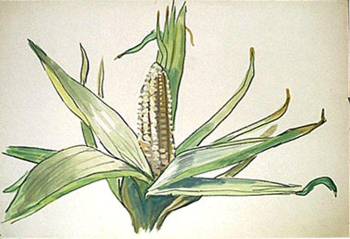 Maïs en grains : l'épi (étude) [titre attribué]_0