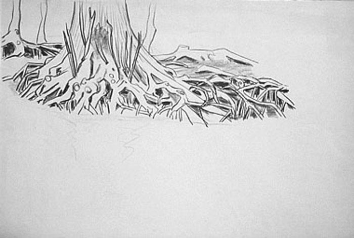 Les racines d'un arbres (étude) [titre attribué]_0