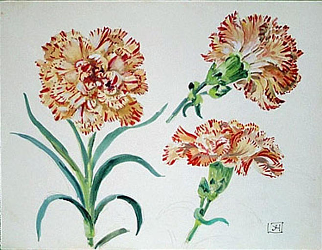 Etude de fleurs d'oeillet panaché [titre attribué]_0