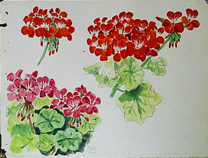 Géraniums (étude de fleurs) [titre attribué]_0