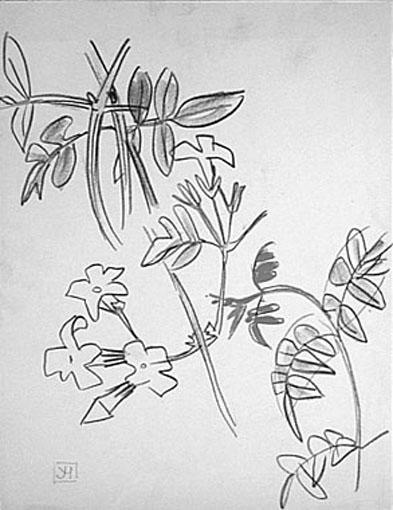 Etude de jasmin fleuri [titre attribué]_0