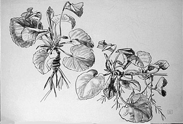 Plants de violettes (étude) [titre attribué]_0