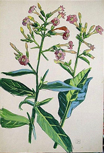 Fleurs et feuilles de tabac (étude) [titre attribué]_0