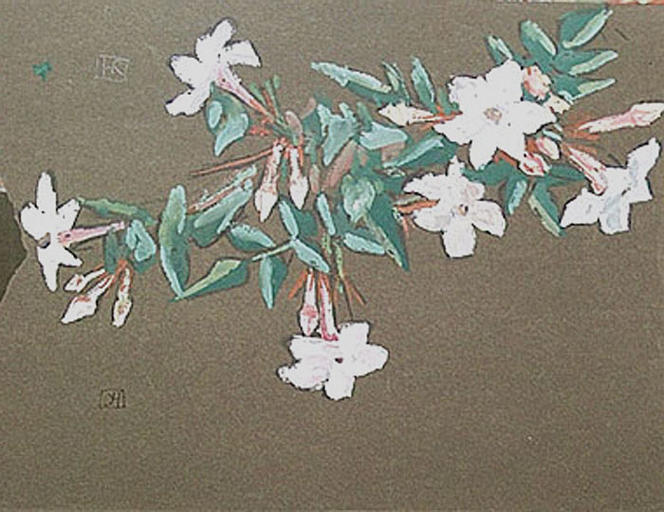Rameau à fleurs blanches (étude de jasmin) [titre attribué]_0