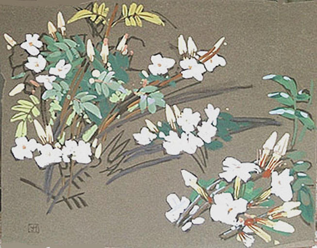 Jasmin à fleurs blanches (étude) [titre attribué]_0