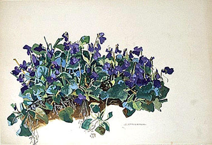 Touffe de violettes (étude) [titre attribué]_0