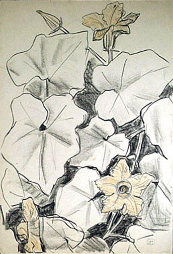 Fleurs de cucurbitacées (étude) [titre attribué]_0