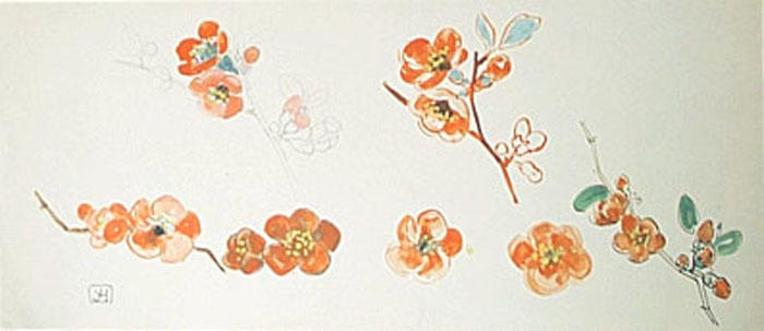 Fleurs de cognassier du Japon (étude) [titre attribué]_0