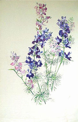 Fleur de Delphinium (pied d'alouette : étude) [titre attribué]_0