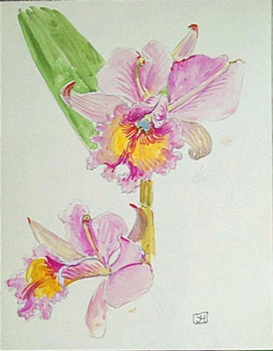 Fleurs d'orchidée (étude) [titre attribué]_0