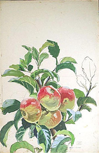Quatre pommes au pommier (étude) [titre attribué]_0