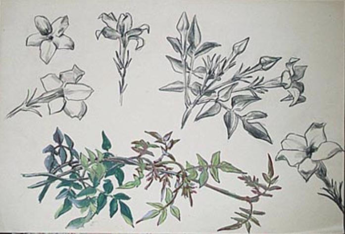 Plante grimpante à fleurs blanches : jasmin (étude) [titre attribué]_0