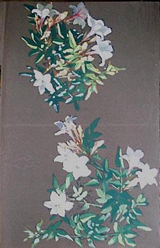 Jasmin à fleurs blanches : étude [titre attribué]_0