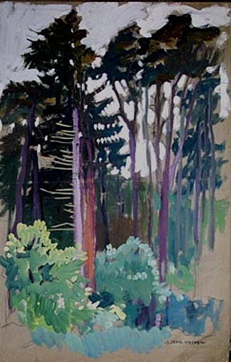 Les conifères : pins dans la forêt [titre attribué]_0