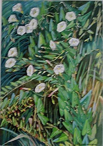 Liseron blanc (étude) [titre attribué]_0