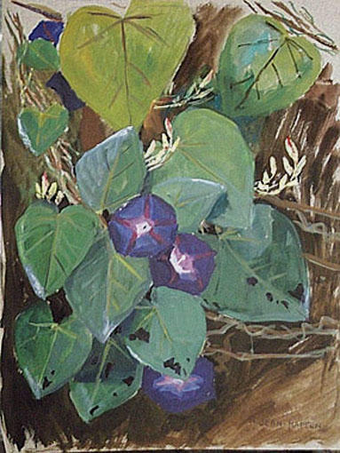 Deux fleurs de Volubilis (étude) [titre attribué]_0