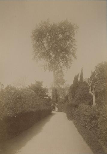 Jardin de la villa d'Orléans. Palerme. 4 avril 1885. 223_0