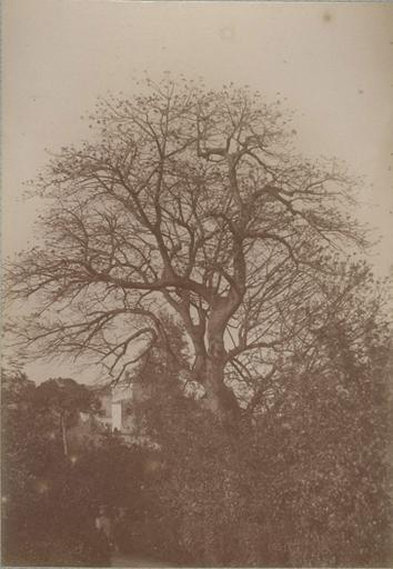 Villa d'Orléans. Palerme. 6 avril 1885_0