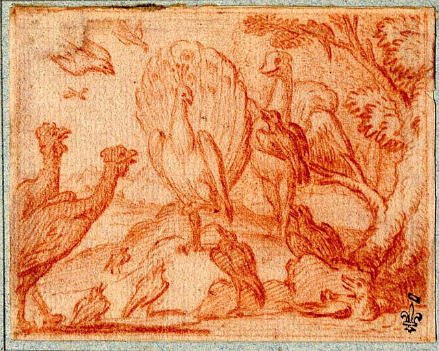 LE GEAI PARE DES PLUMES DU PAON_0
