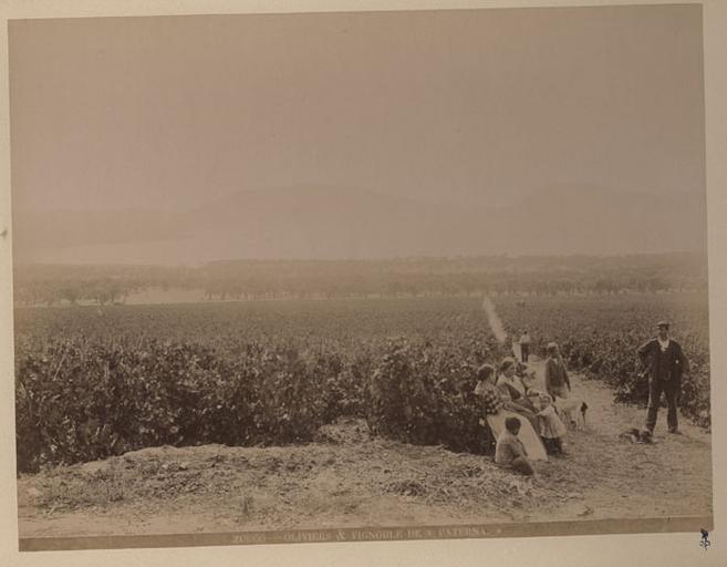 Zucco. Oliviers & vignoble de Paterna_0