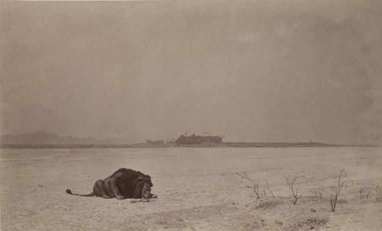 La soif (lion dans le désert, tableau de J.L. Gérôme)_0