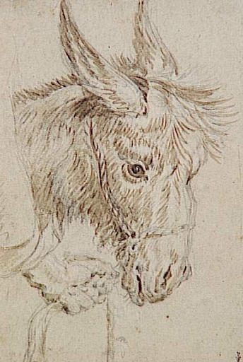 Tête d'âne, Petrus Paulus Rubens, 16e siècle