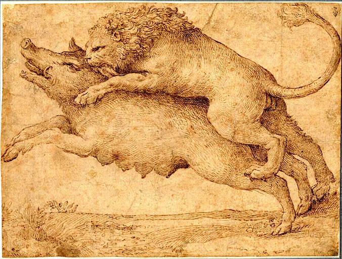 Lion attaquant une laie_0