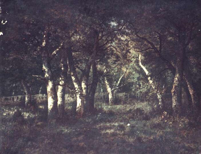 FORET DE FONTAINEBLEAU_0