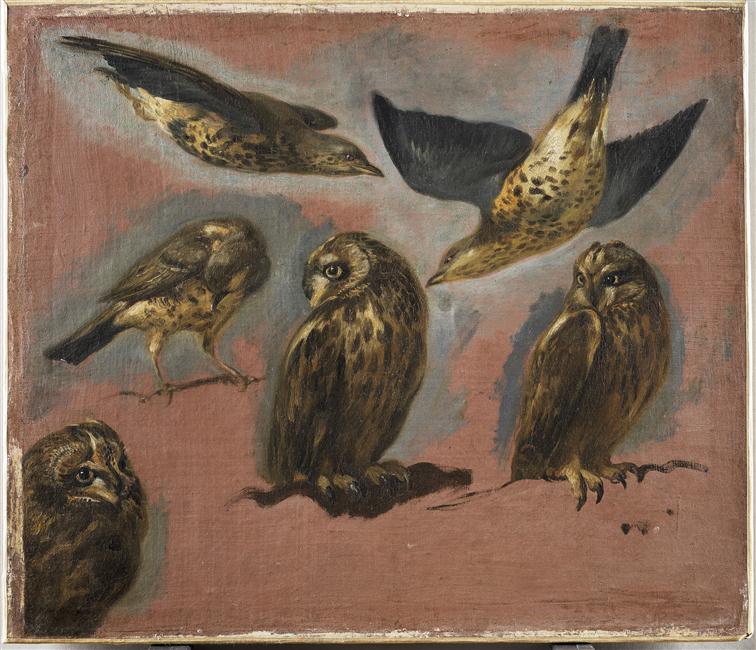 TROIS HIBOUX ET TROIS AUTRES OISEAUX_0