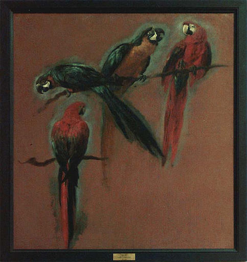 Etudes de deux perroquets aras (un ara chloroptère et un ara ararauna) ; Quatre perroquets (autre titre)_0