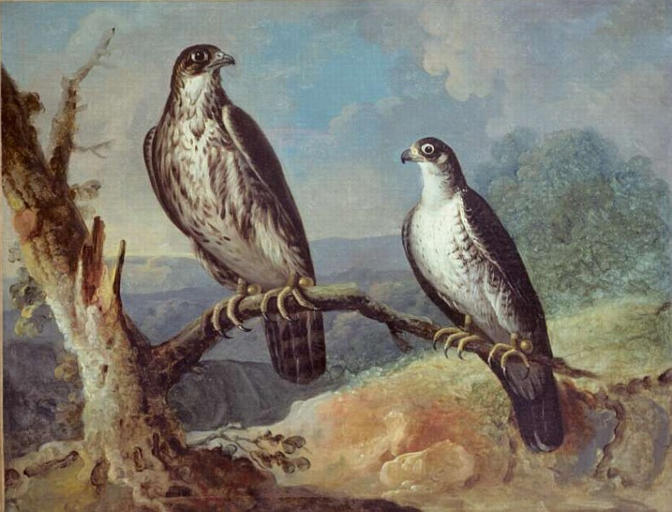 DEUX FAUCONS_0