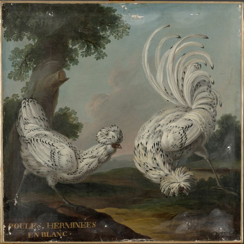 DEUX POULES HERMINEES EN BLANC_0