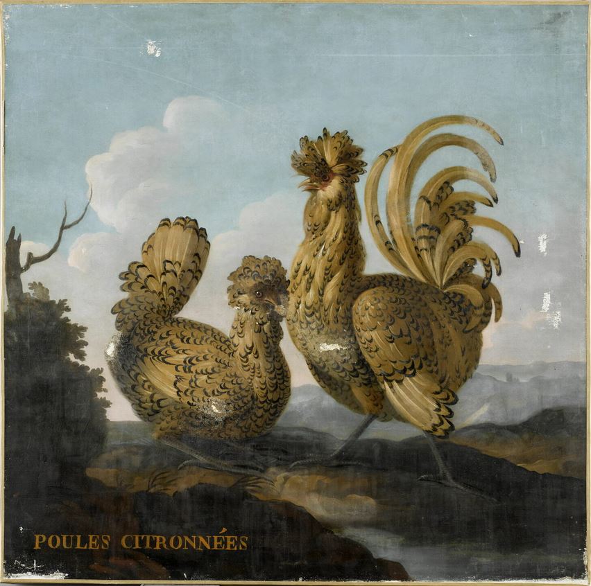 DEUX POULES CITRONNEES_0