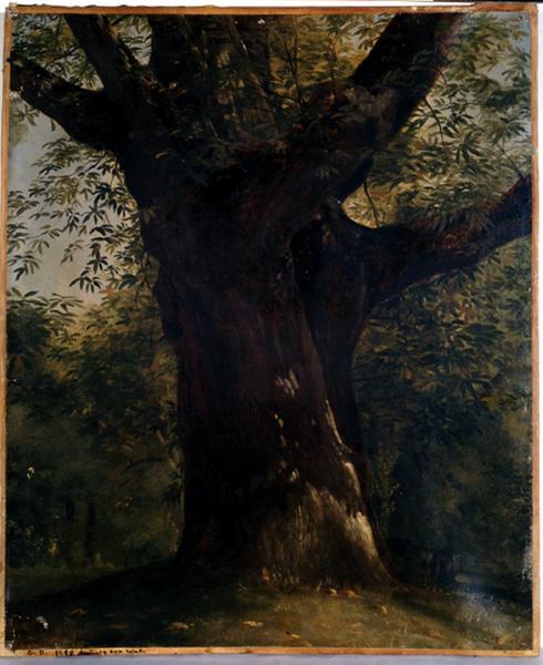 ETUDE DE CHATAIGNIER A FONTENAY-AUX-ROSES_0