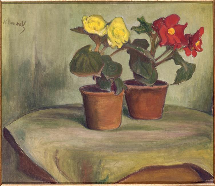 DEUX POTS DE BEGONIAS_0