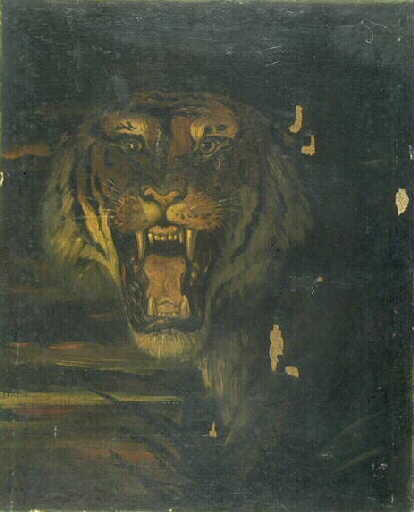 Tête de tigre rugissant_0