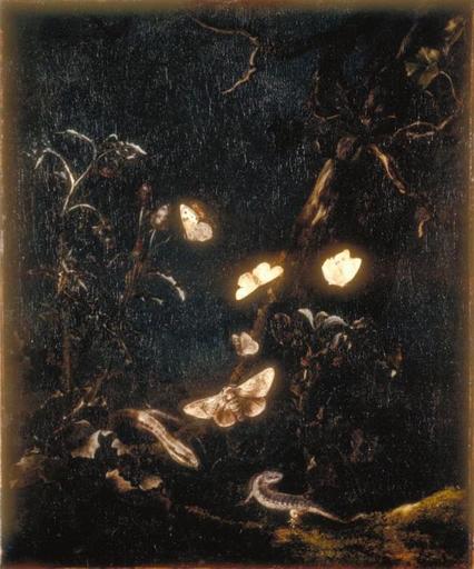 FLEURS, LEZARDS ET PAPILLONS_0