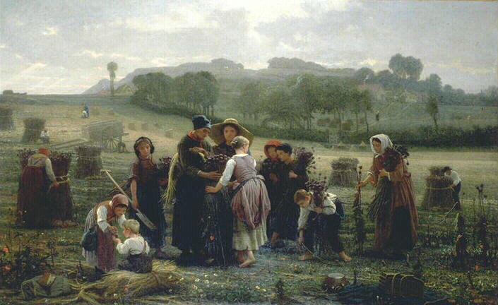 Récolte des oeillettes en Picardie_0
