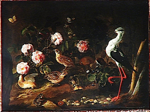 NATURE MORTE AVEC UNE CHOUETTE ET UN IBIS. VANITE_0