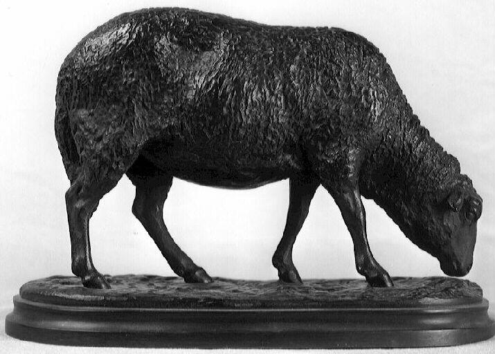 Un mouton broutant_0