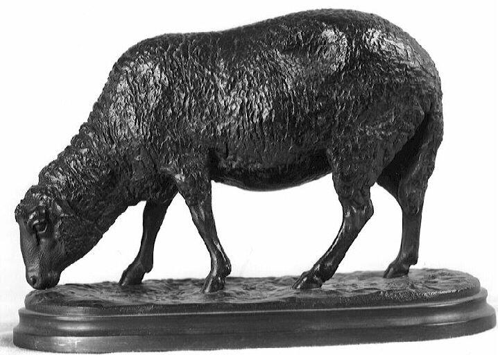 Un mouton broutant_1