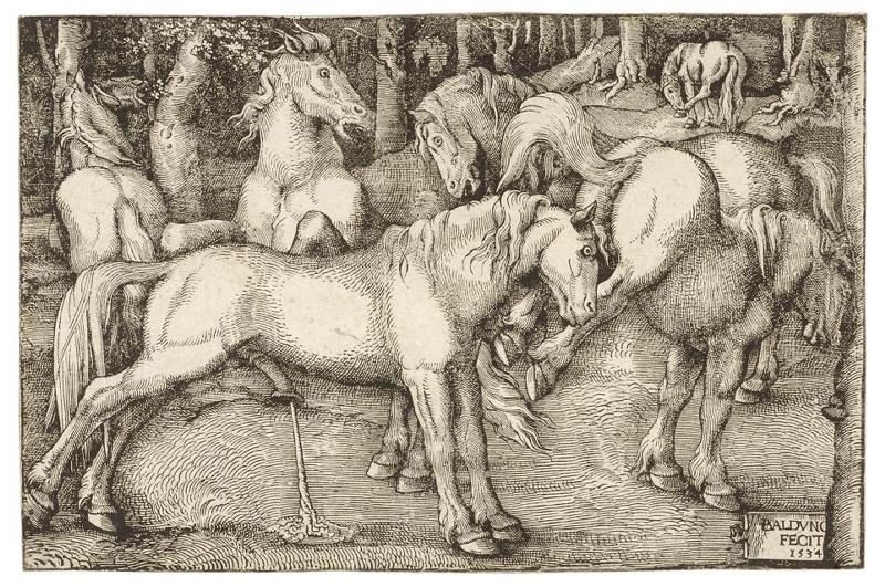 Six chevaux sauvages dans une forêt_0