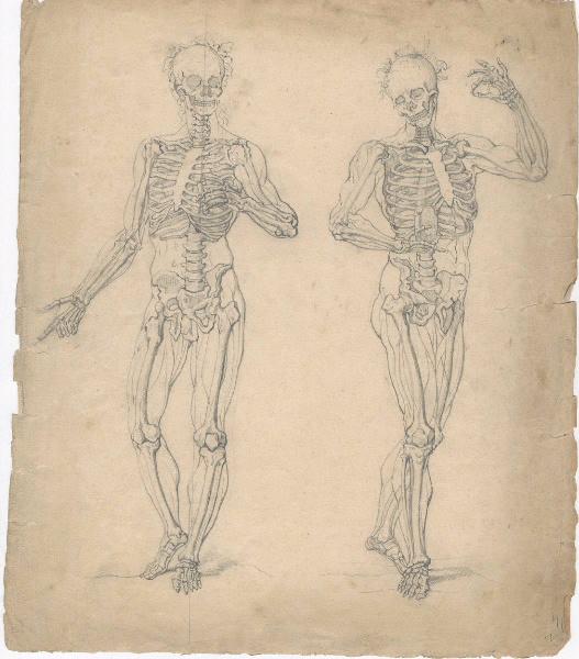 Dessin d'anatomie_0