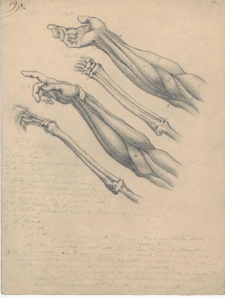 Dessin d'anatomie ; Etudes de bras droit_0