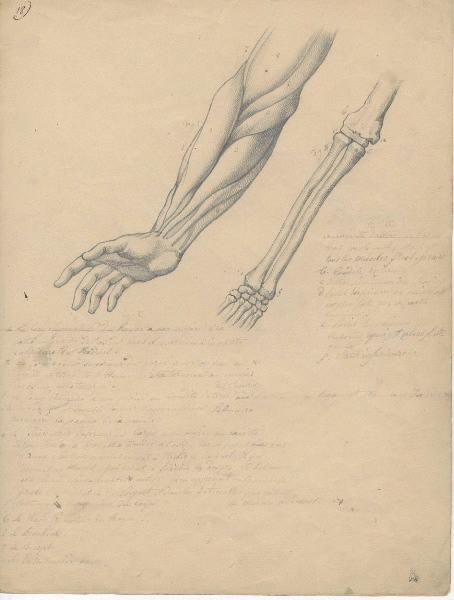 Dessin d'anatomie ; Etudes de bras droit_1